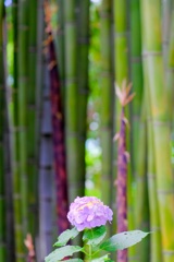 紫陽花と竹