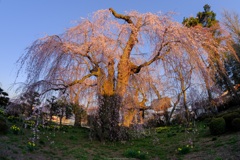 夕日を浴びる枝垂桜