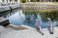 鳩