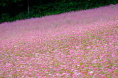 赤そば