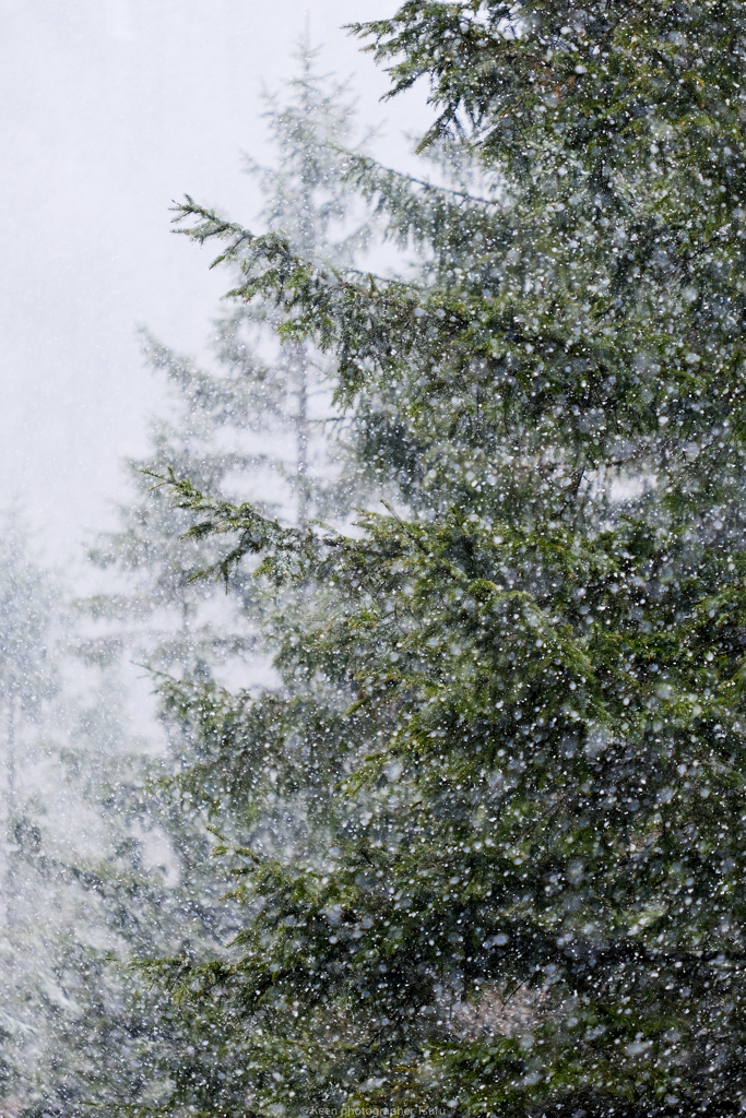 雪舞う日