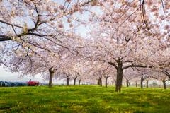 桜並木と働く車