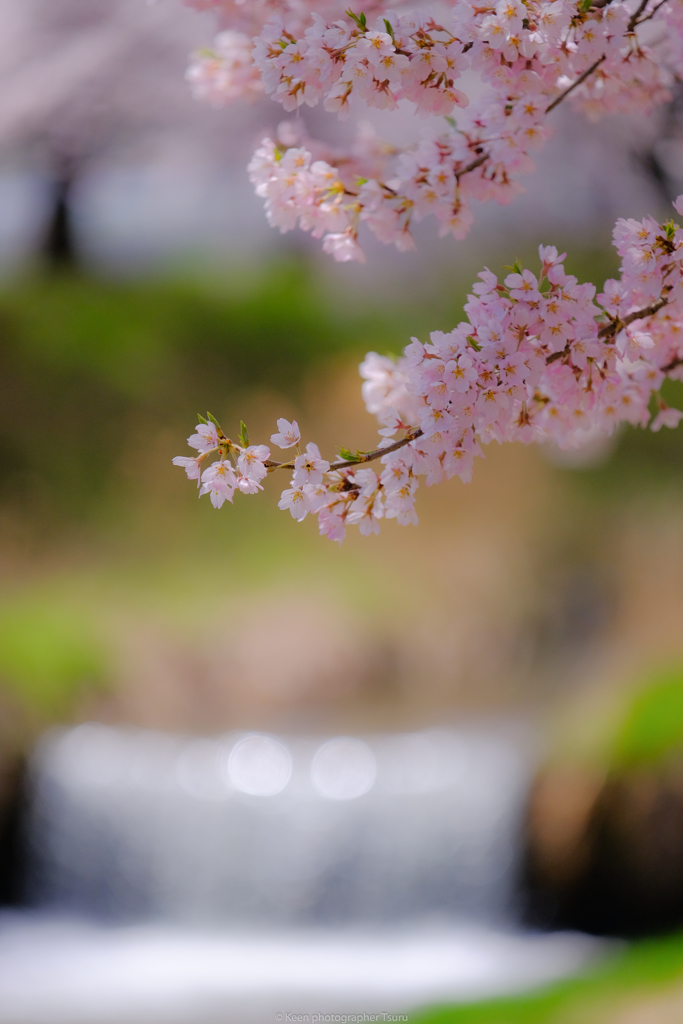 黒沢川の桜