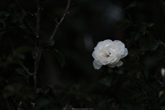 薔薇