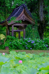 蓮と紫陽花
