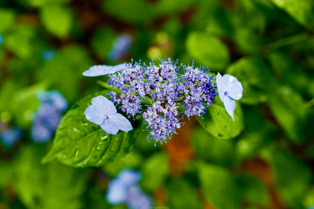 開花