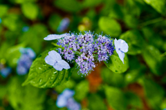 開花