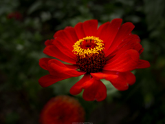 美しき花
