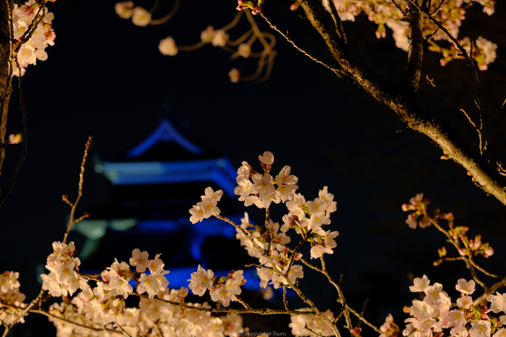 夜桜