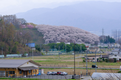 桜に覆われる山