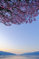 見上げる桜