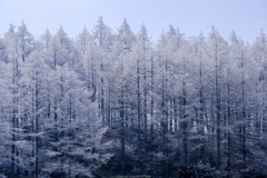 霧氷を纏う