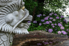 寺の紫陽花