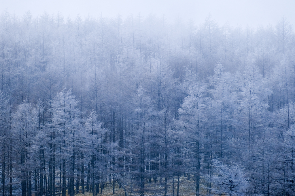 舞う雪と樹氷