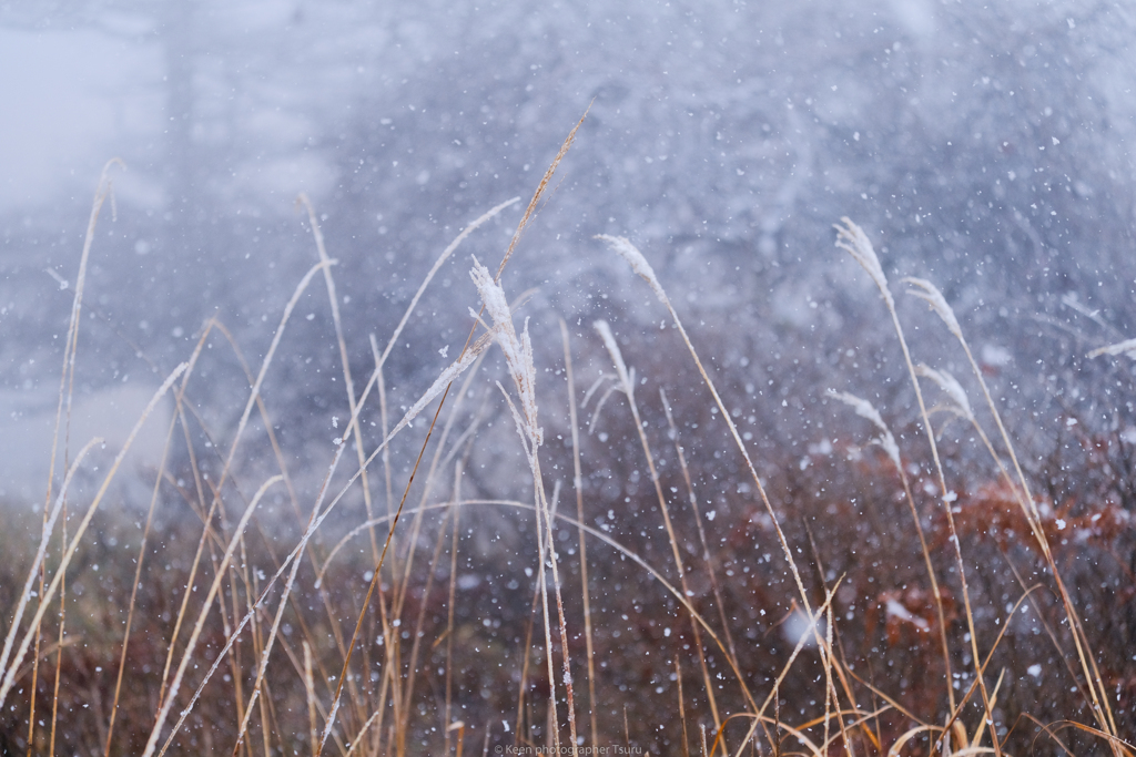 舞う雪