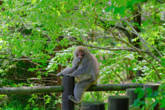 おしゃぶり