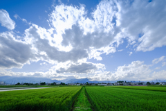 青空と麦畑