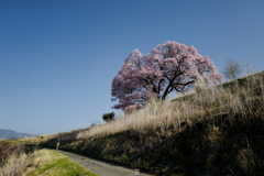 カメラマンと桜