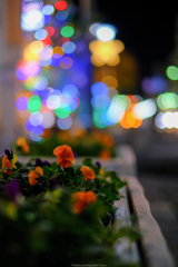 道端の花