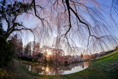 夕日と枝垂桜