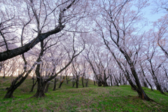 弘法山の桜