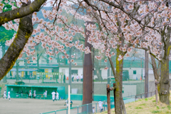 球児