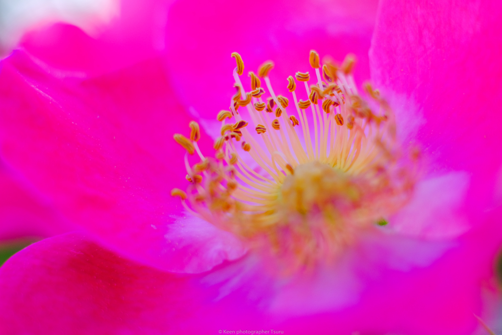 バラの花