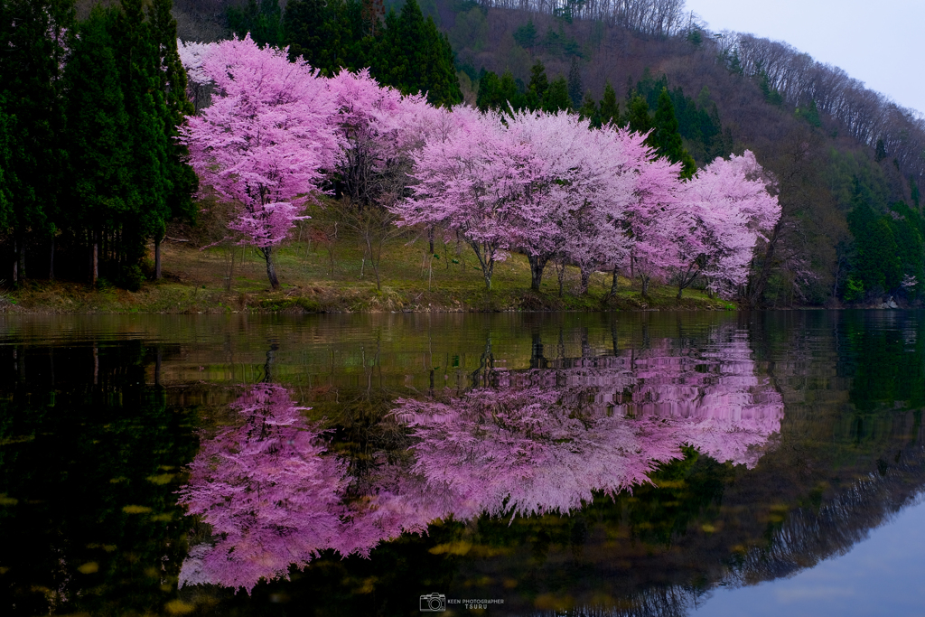 湖畔の桜