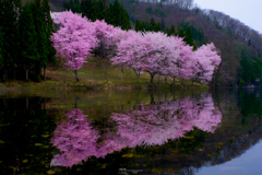湖畔の桜