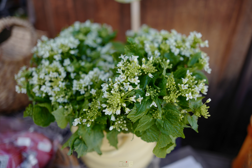 わさびの花