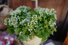 わさびの花