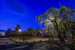 シダレザクラと城