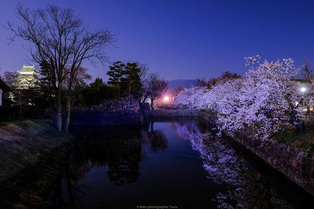 お堀の桜