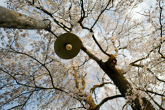 電灯