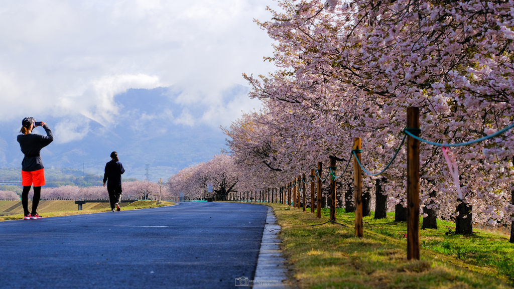 桜堤