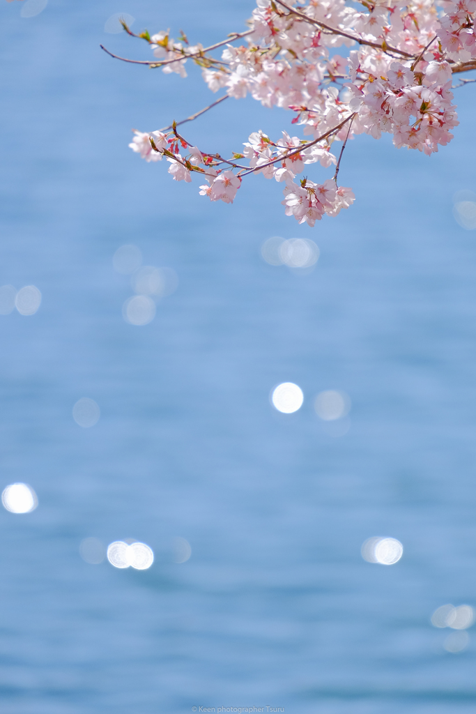 水辺の桜