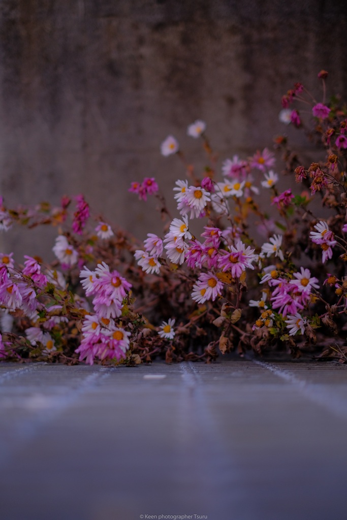 道端の花