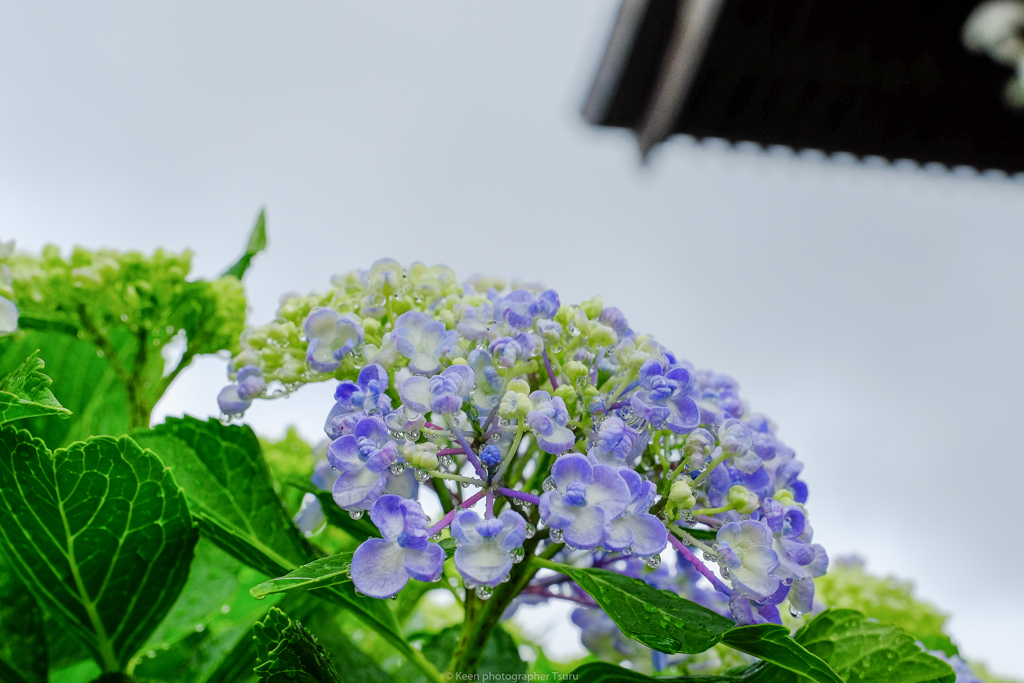 雫
