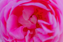 薔薇