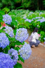 あじさい寺にて