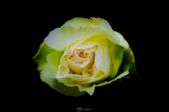 薔薇