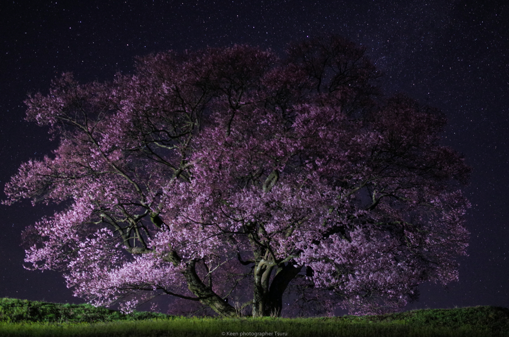 一本桜