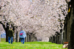 桜散歩