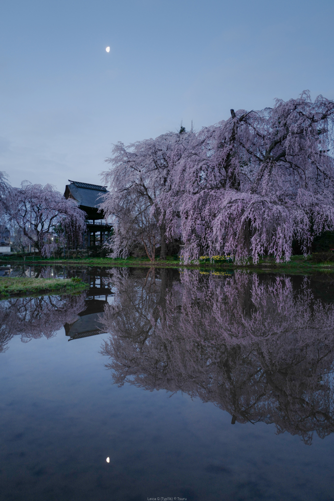 月と桜