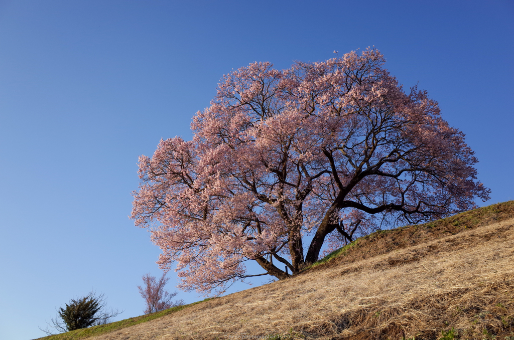 高台の桜