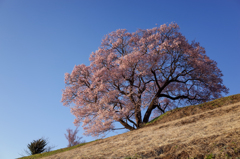 高台の桜