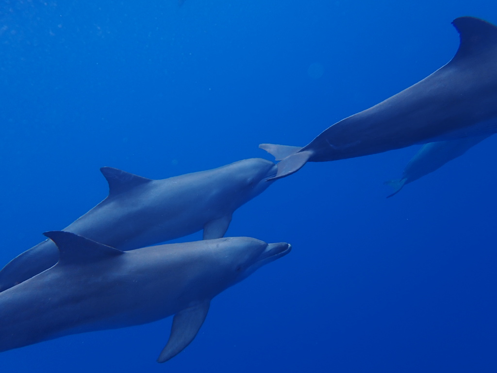 Dolphins