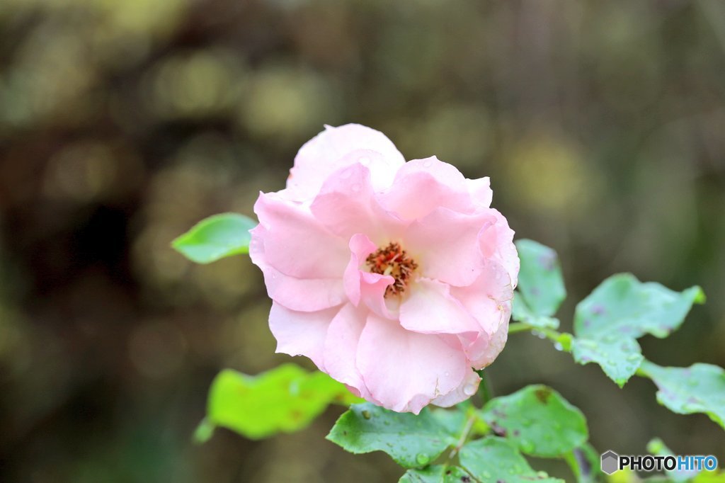 近所の花