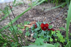 足元の草花達【深紅】_016