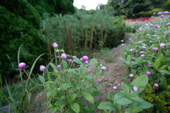 夏の思い出【のこのしまアイランドパーク・主題なき植物観察記３】_072